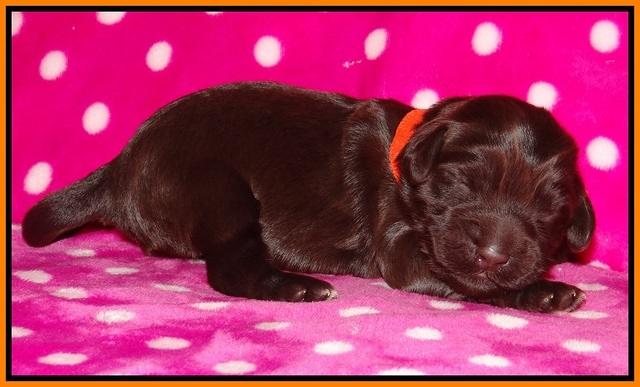 Bess Bronson pups 1 wk old 181