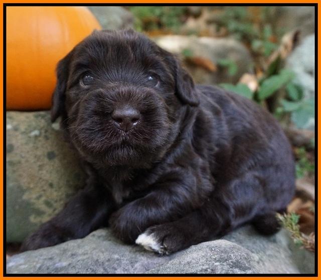 Bess Bronson pups 3 wks old 241