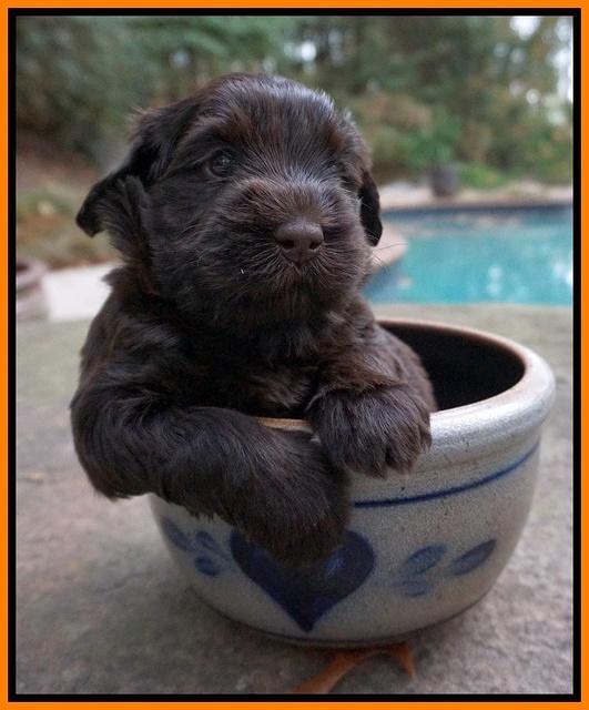 Bess Bronson pups 4 wks old 221