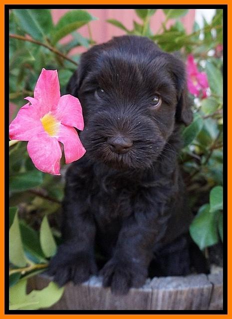 Bess Bronson pups 5 wks old 221