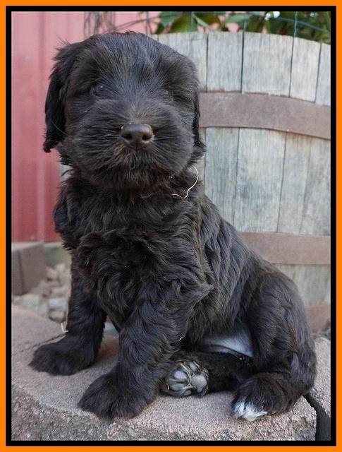 Bess Bronson pups 6 wks old 351