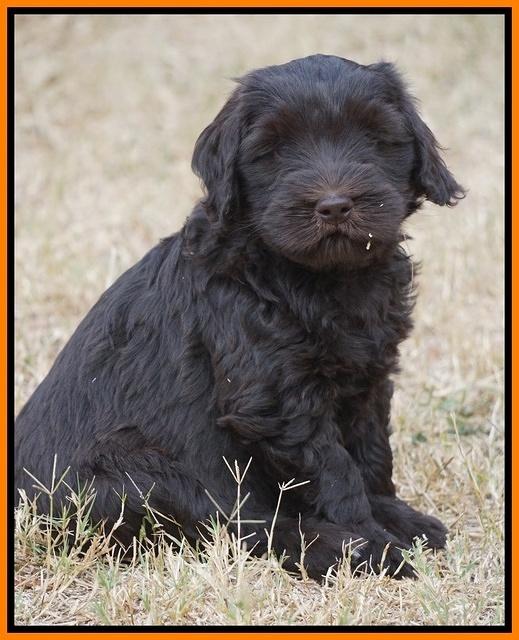 Bess Bronson pups 7 wks old 351