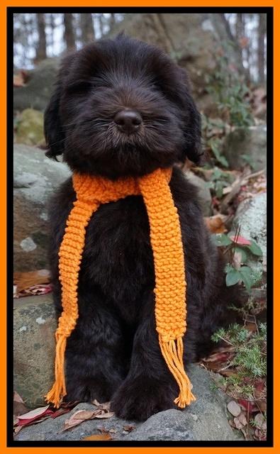 Bess Bronson pups 8 wks old 161