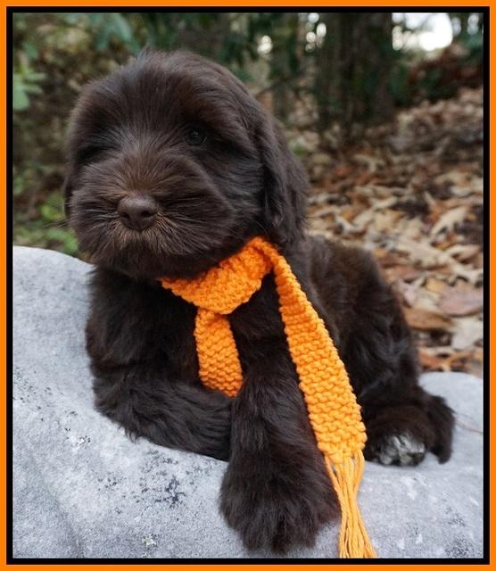 Bess Bronson pups 8 wks old 171