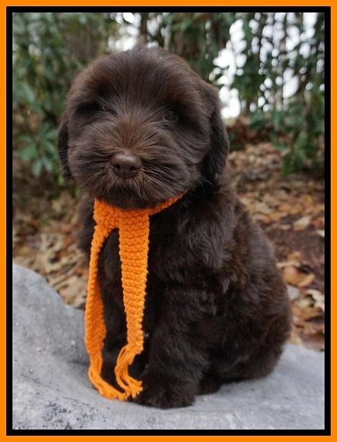 Bess Bronson pups 8 wks old 181