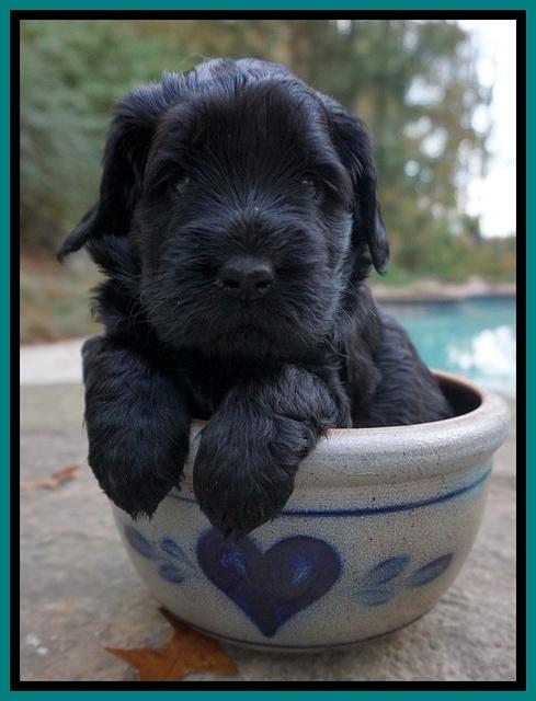 Bess Bronson pups 4 wks old 241