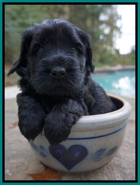 Bess Bronson pups 4 wks old 251