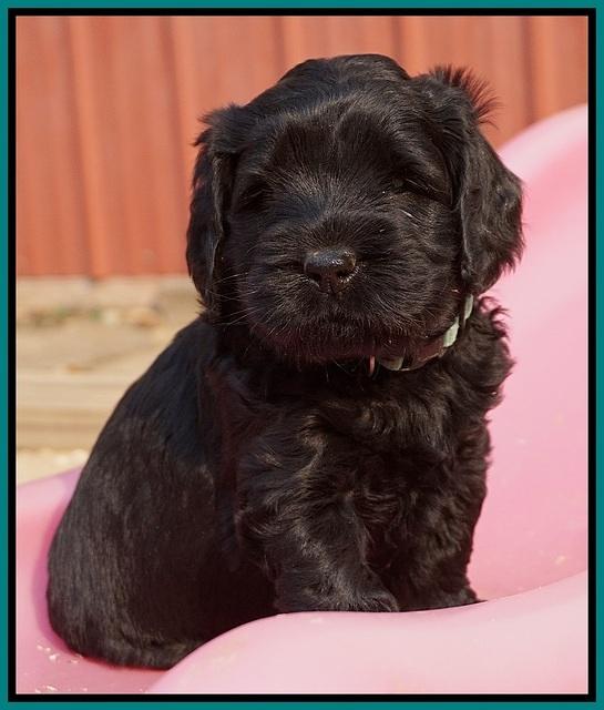 Bess Bronson pups 5 wks old 251