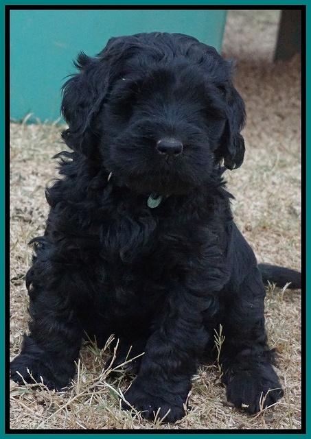 Bess Bronson pups 6 wks old 371