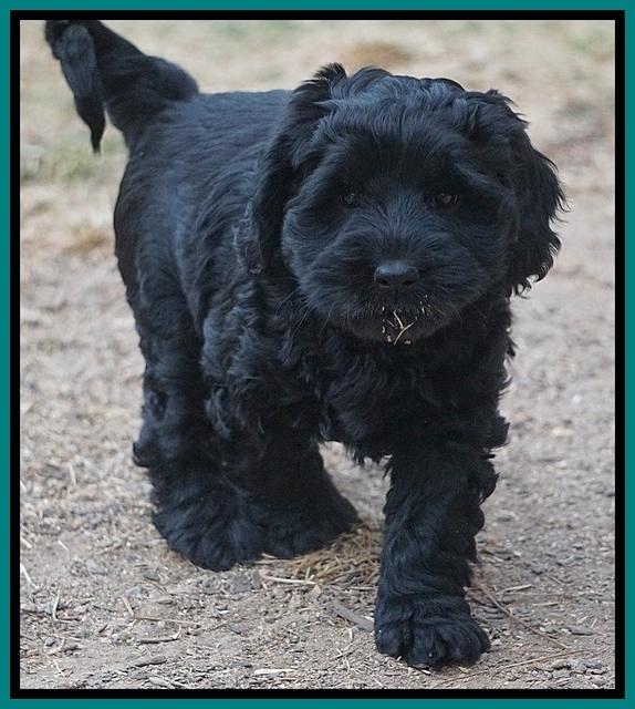 Bess Bronson pups 7 wks old 381
