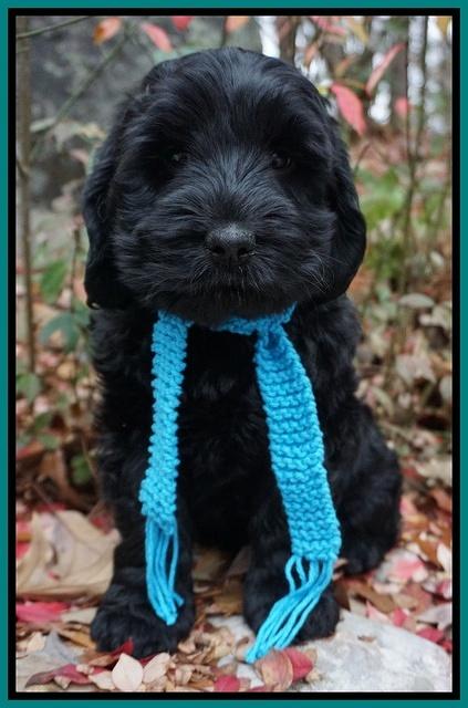 Bess Bronson pups 8 wks old 201