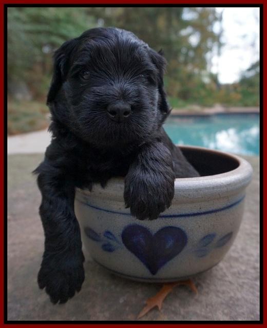 Bess Bronson pups 4 wks old 151