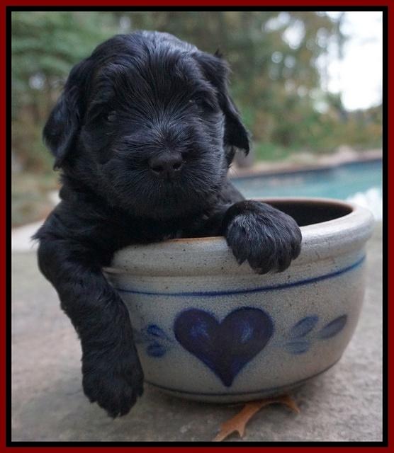 Bess Bronson pups 4 wks old 161