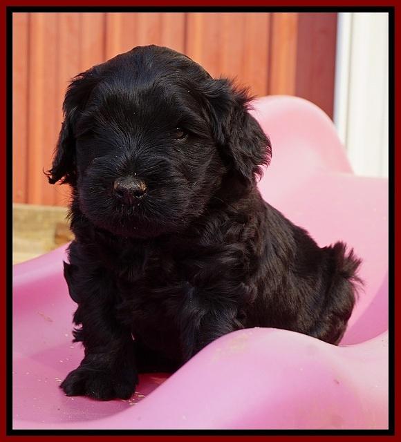 Bess Bronson pups 5 wks old 161