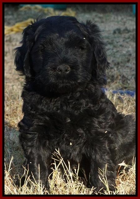 Bess Bronson pups 6 wks old 231