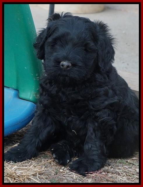 Bess Bronson pups 6 wks old 241