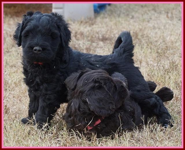 Bess Bronson pups 6 wks old 251