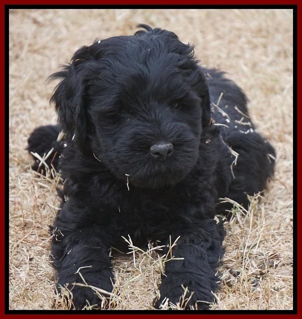 Bess Bronson pups 7 wks old 221