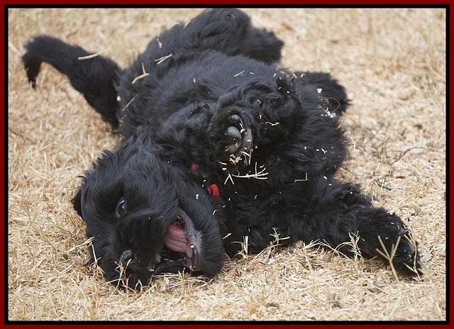 Bess Bronson pups 7 wks old 231