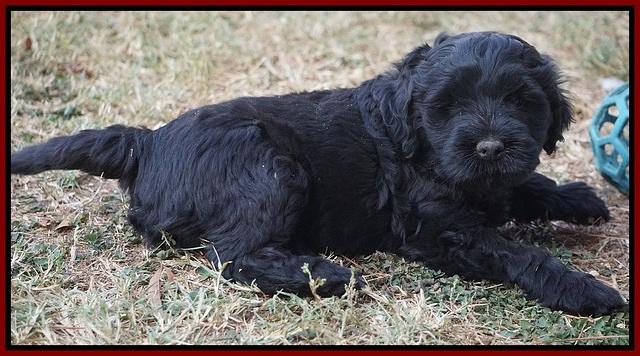 Bess Bronson pups 7 wks old 251