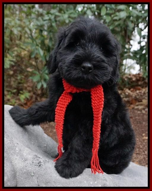 Bess Bronson pups 8 wks old 1263