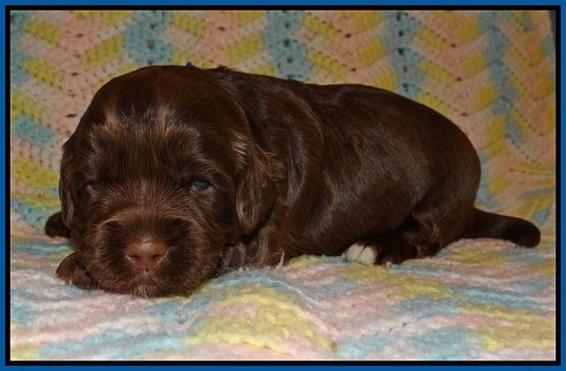 Cherie Flicker Reecey pups 2 wks old 11