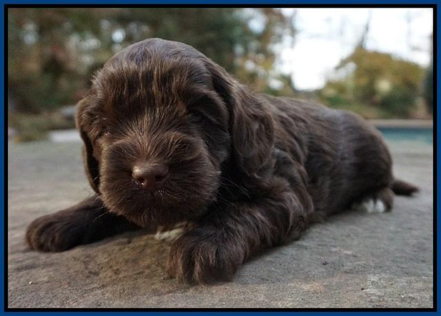 Cherie Flicker Reecey pups 4 wks old 31