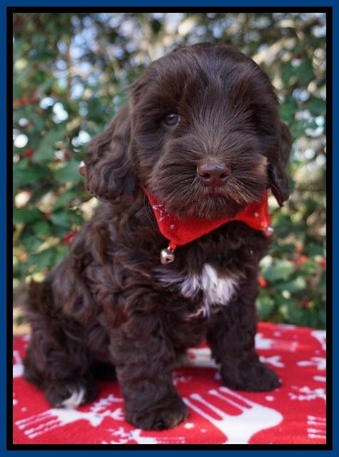 Cherie Flicker Reecey pups 7 wks old 31