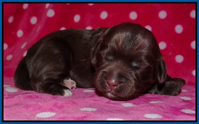 Cherie Flicker pups 1 wk old 11