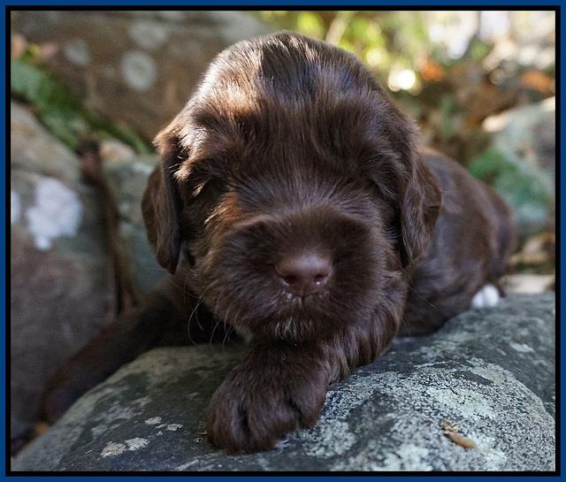 Cherie Flicker pups 3 wks old 21