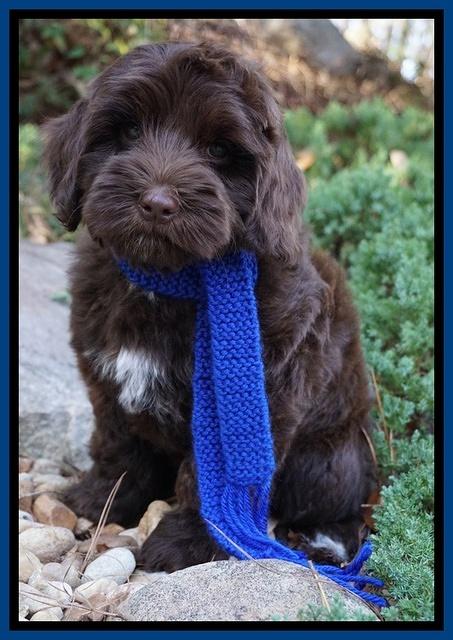 Cherie Flicker pups 8 wks old 361