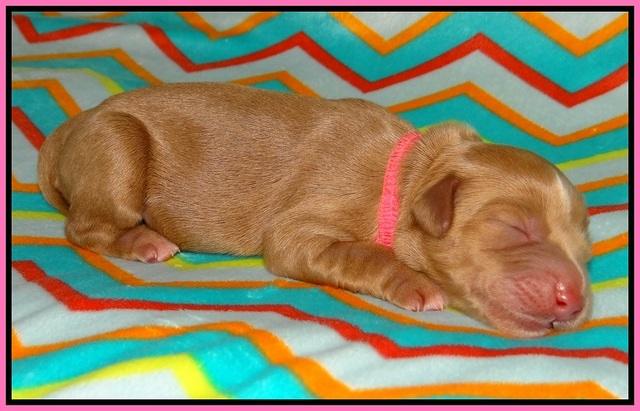 Cherie Flicker Reecey newborn 31