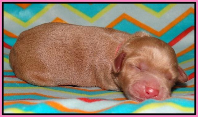 Cherie Flicker Reecey newborn 41
