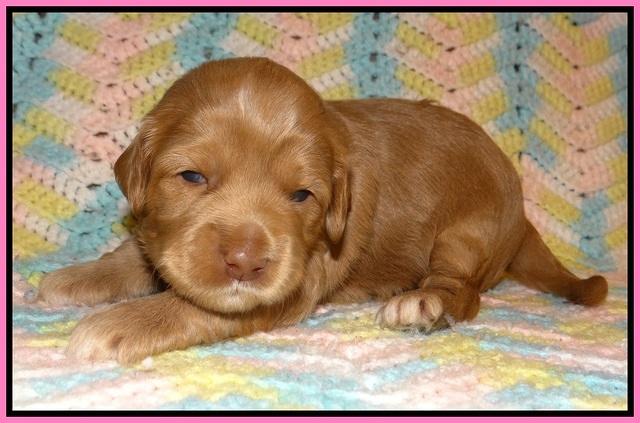 Cherie Flicker Reecey pups 2 wks old 31