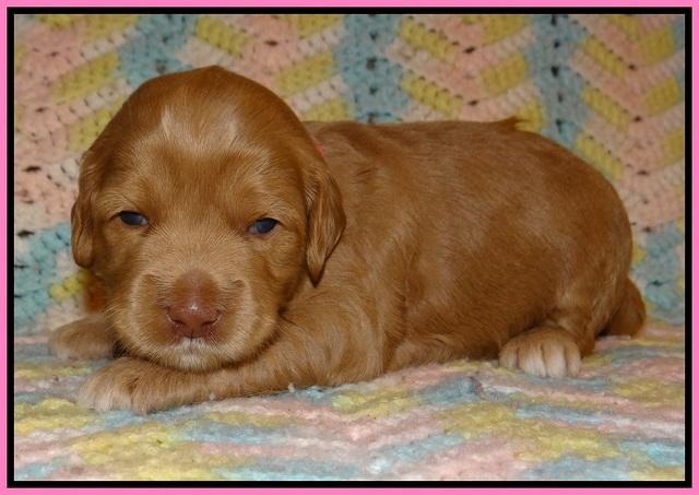 Cherie Flicker Reecey pups 2 wks old 41