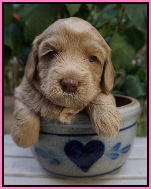 Cherie Flicker Reecey pups 4 wks old 51