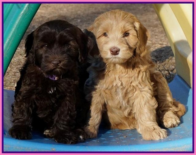 Cherie Flicker Reecey pups 7 wks old 101