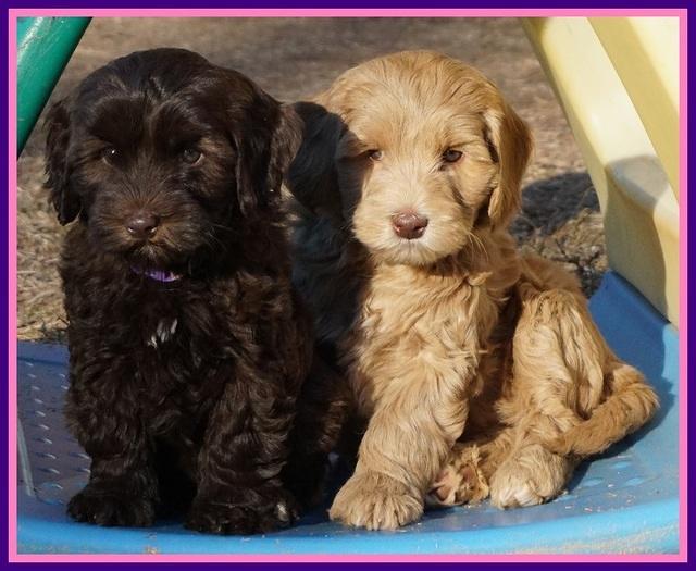 Cherie Flicker Reecey pups 7 wks old 81