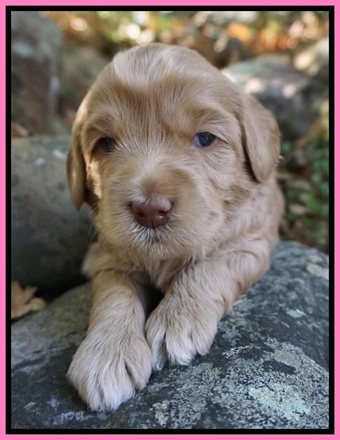 Cherie Flicker pups 3 wks old 41