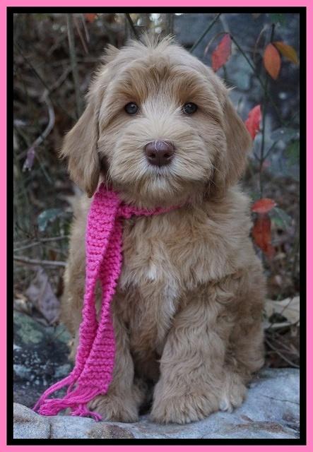 Cherie Flicker pups 8 wks old 281