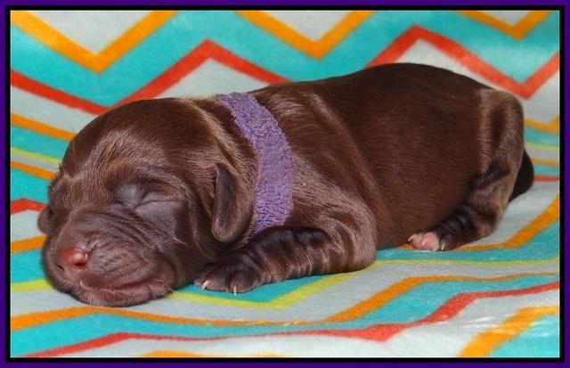 Cherie Flicker Reecey newborn 51