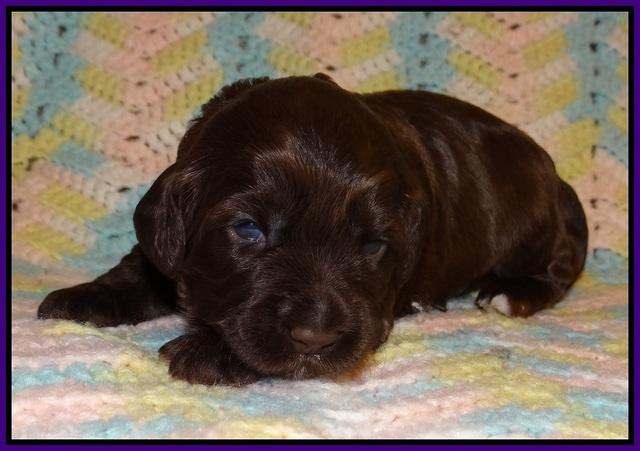 Cherie Flicker Reecey pups 2 wks old 51