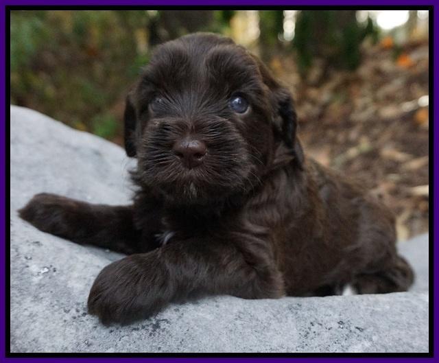 Cherie Flicker Reecey pups 4 wks old 111