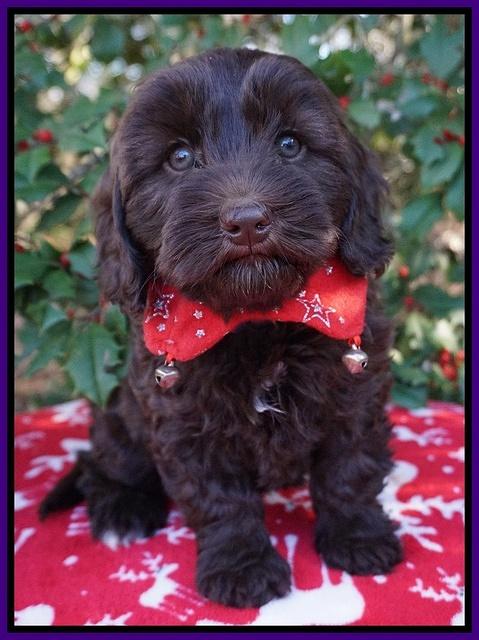 Cherie Flicker Reecey pups 7 wks old 121