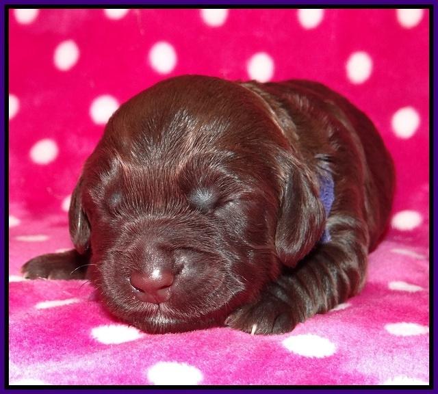 Cherie Flicker pups 1 wk old 61