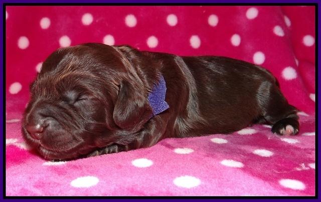 Cherie Flicker pups 1 wk old 71