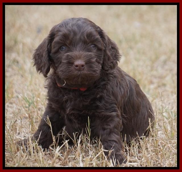 Cherie Ficker Reecey pups 5 wks old 121