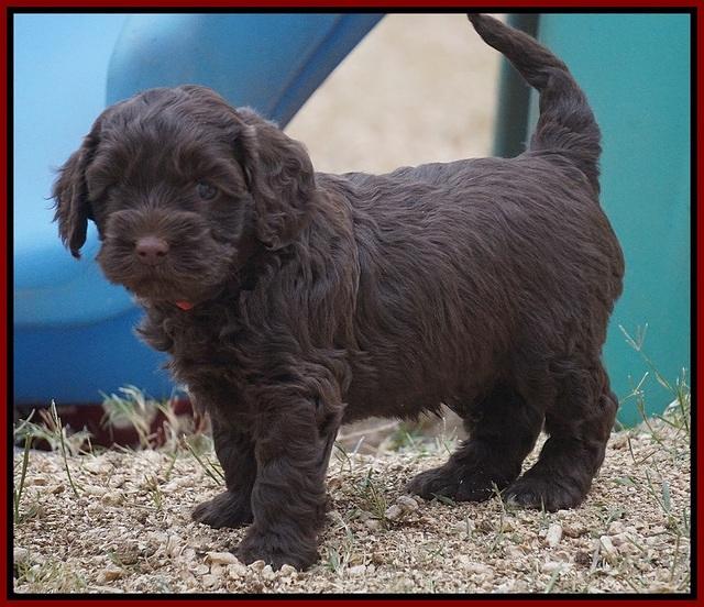 Cherie Ficker Reecey pups 5 wks old 141