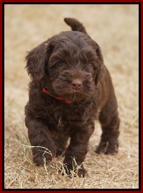 Cherie Ficker Reecey pups 5 wks old 151