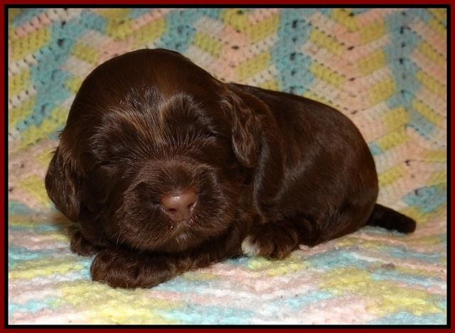 Cherie Flicker Reecey pups 2 wks old 71